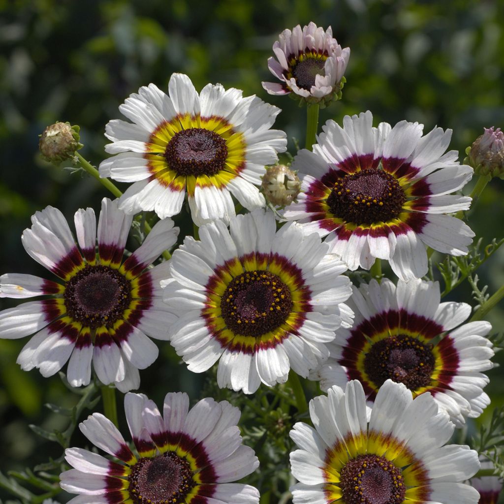 Bonte ganzenbloem Cockade (zaad) - Chrysanthemum carinatum