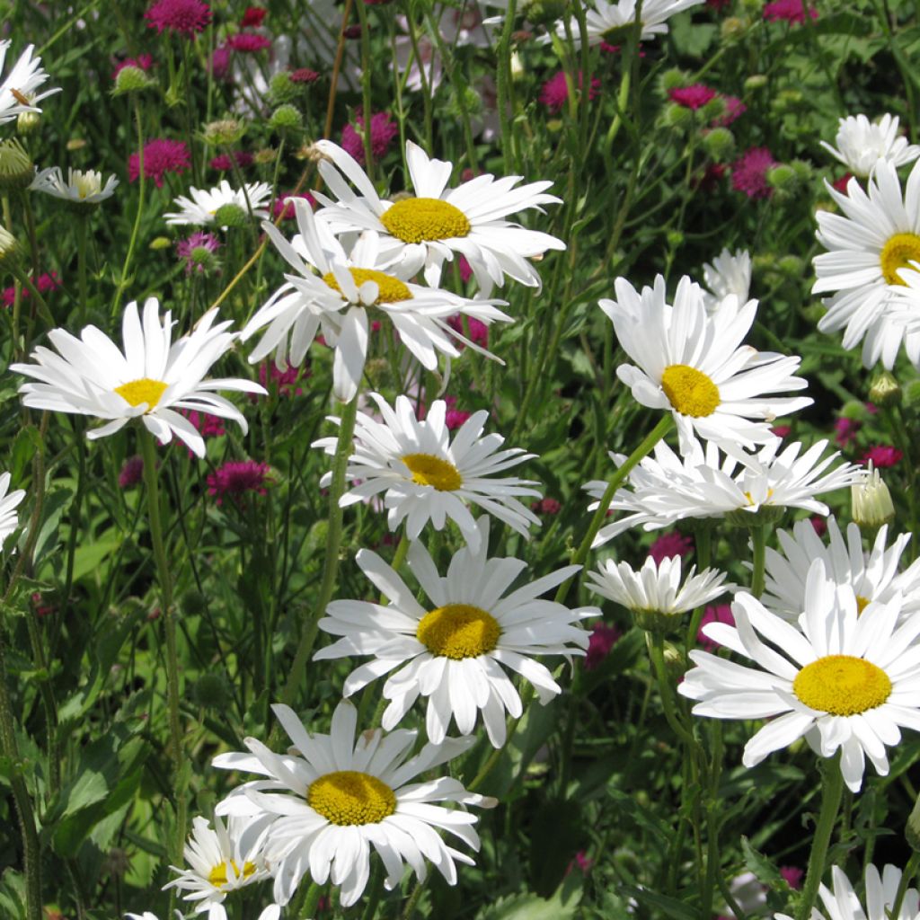 Chrysanthemum paludosum Snow Daisy (zaad) - Mini-margriet