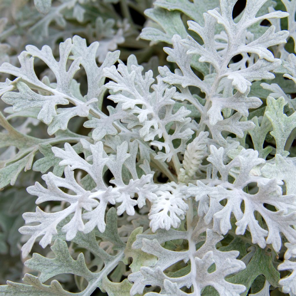 Senecio cineraria Silver Dust (zaad) - Zilverkruiskruid
