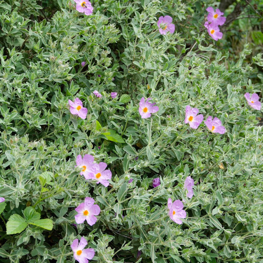 Cistus albidus (zaad) - Rotsroos