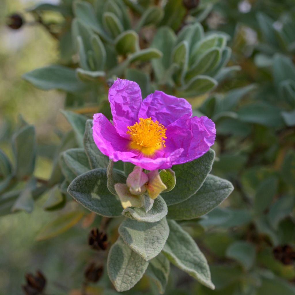 Cistus albidus (zaad) - Rotsroos