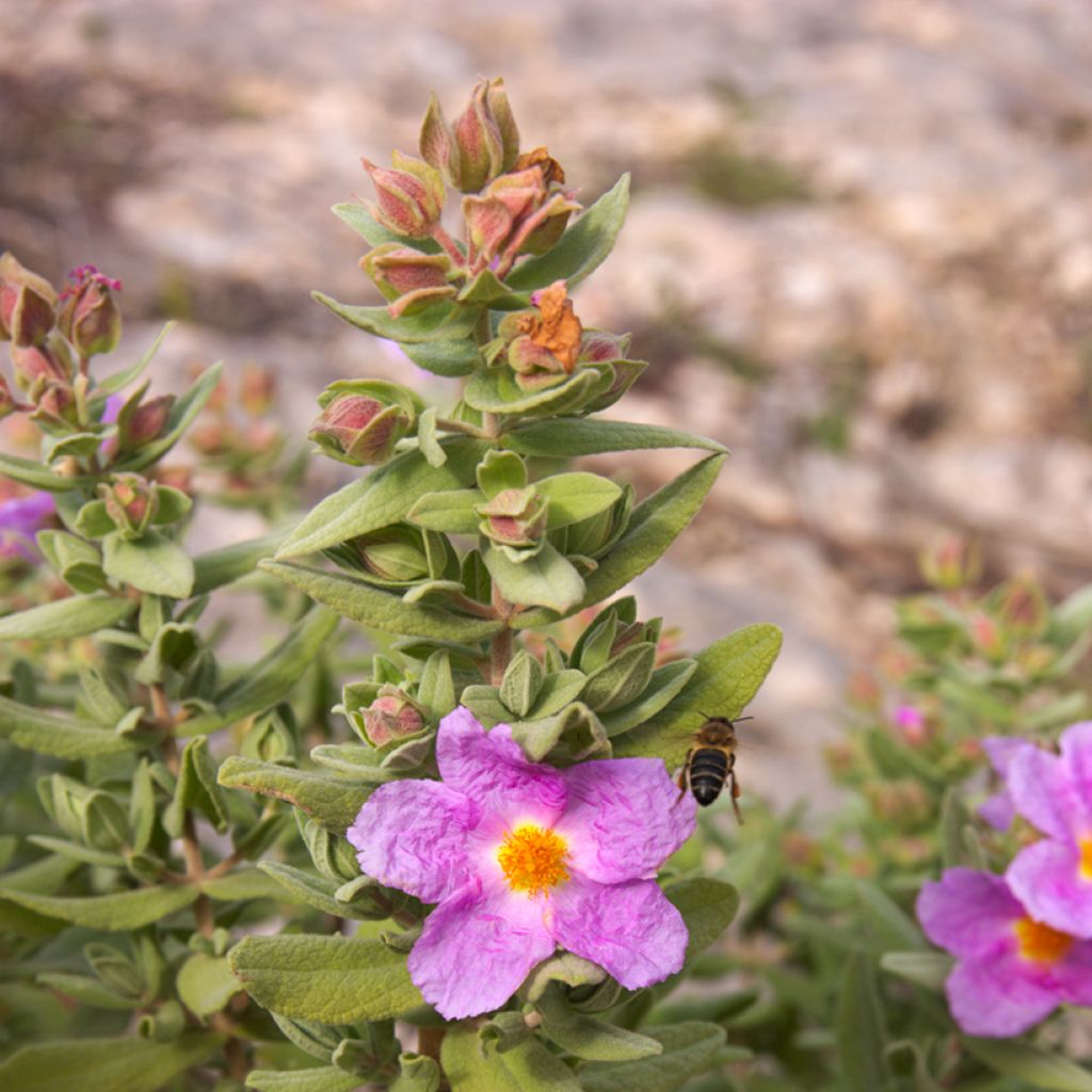 Cistus albidus (zaad) - Rotsroos