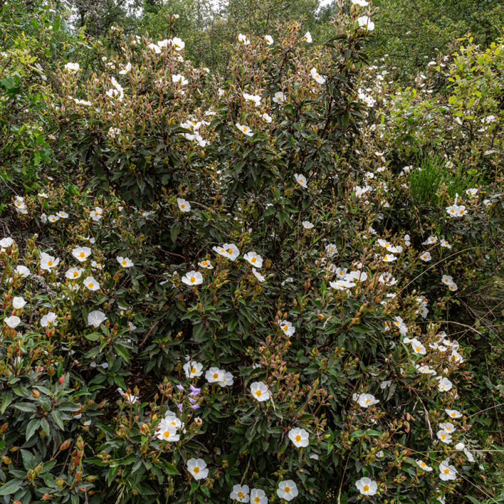 Cistus laurifolius (zaad) - Rotsroos