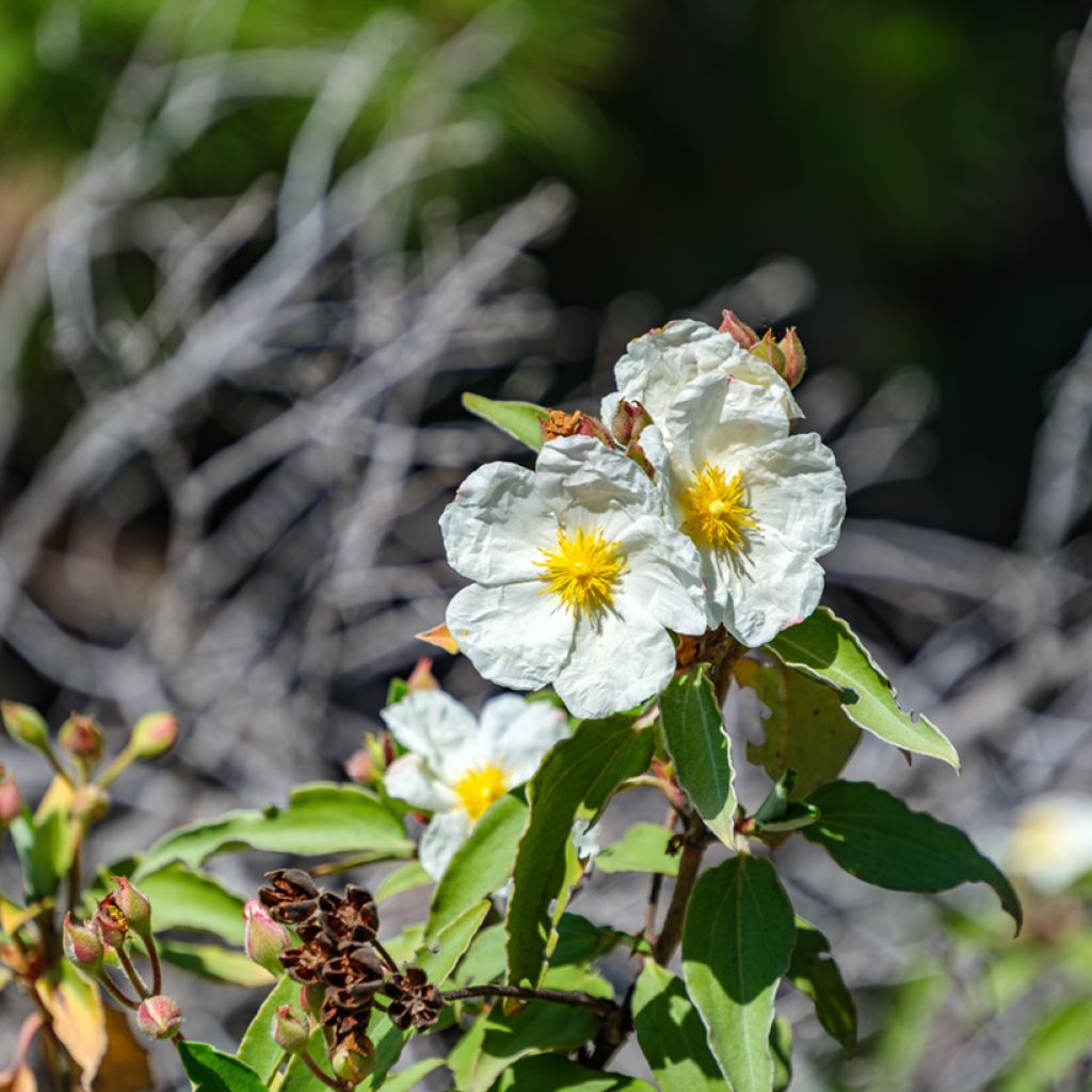 Cistus laurifolius (zaad) - Rotsroos