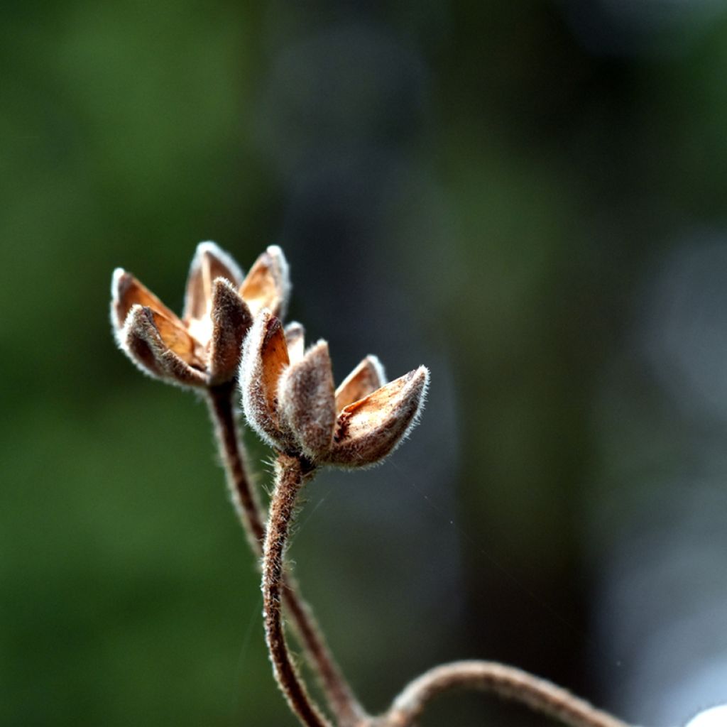 Cistus laurifolius (zaad) - Rotsroos