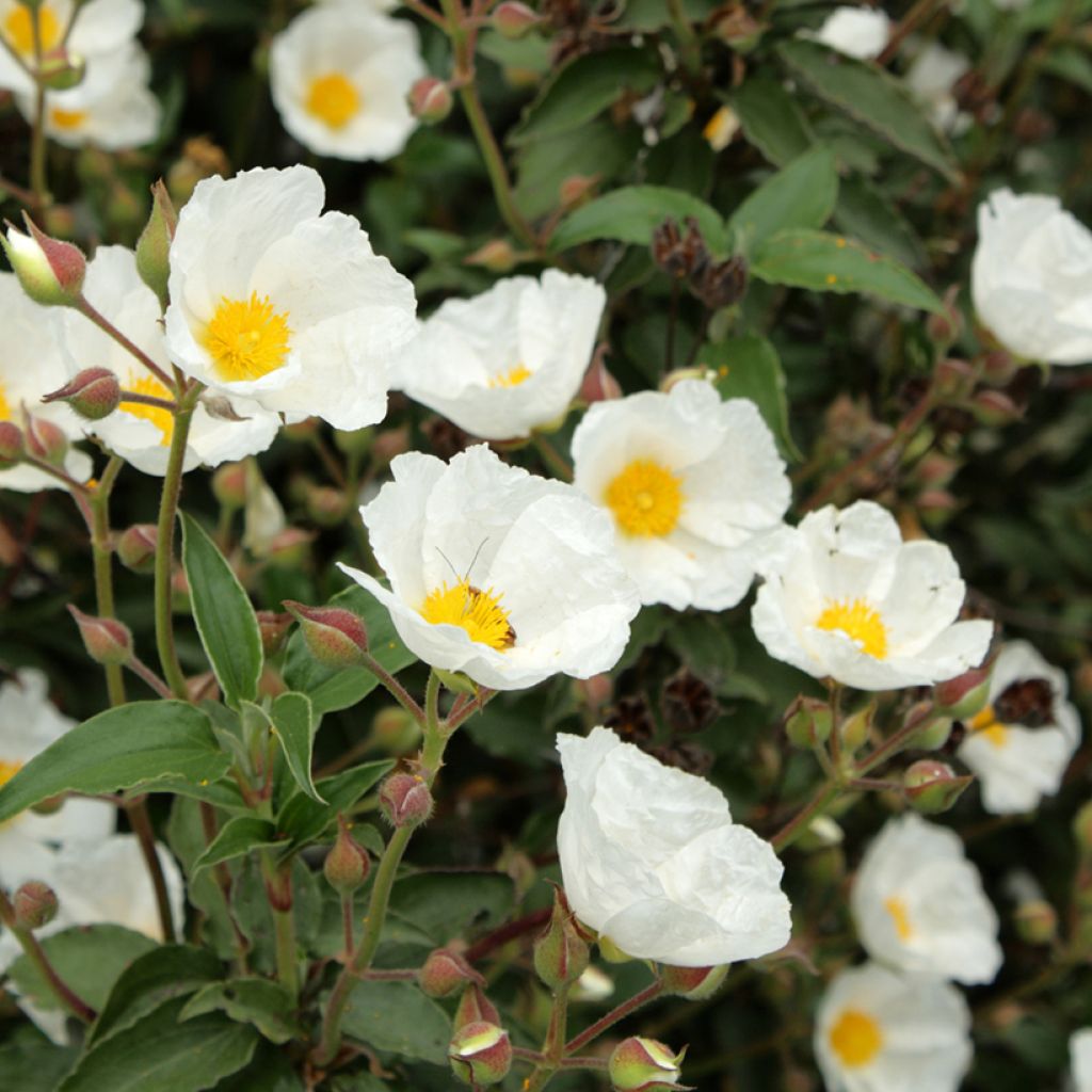 Cistus laurifolius (zaad) - Rotsroos