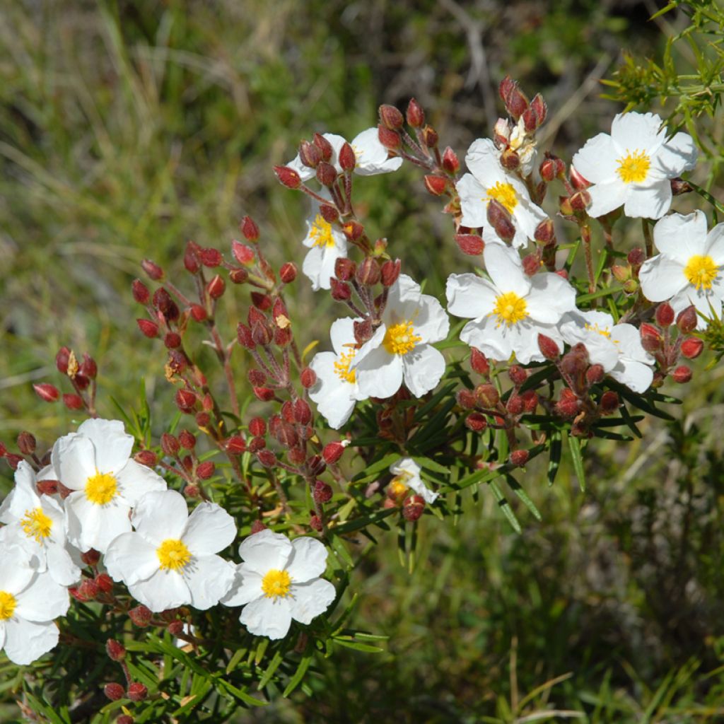 Cistus monspeliensis (zaad) - Rotsroos