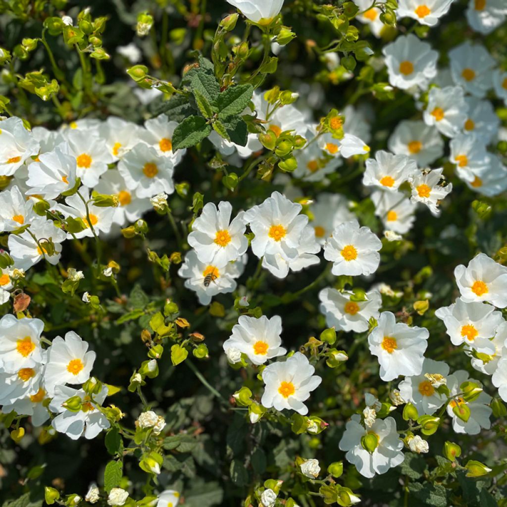 Cistus monspeliensis (zaad) - Rotsroos