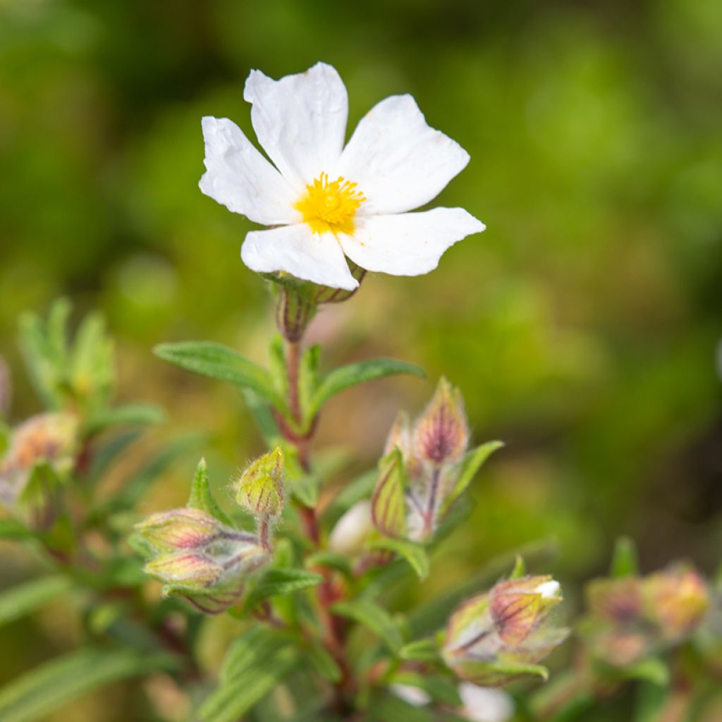 Cistus monspeliensis (zaad) - Rotsroos