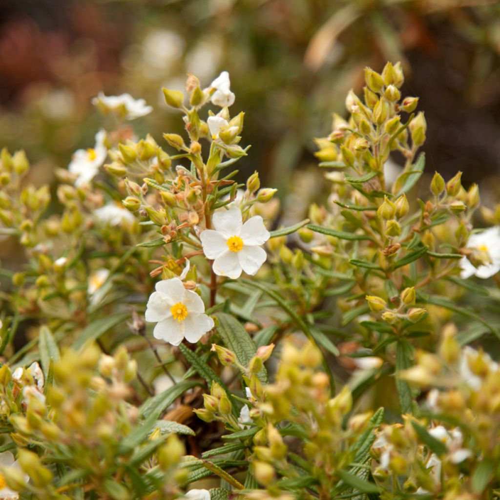 Cistus monspeliensis (zaad) - Rotsroos