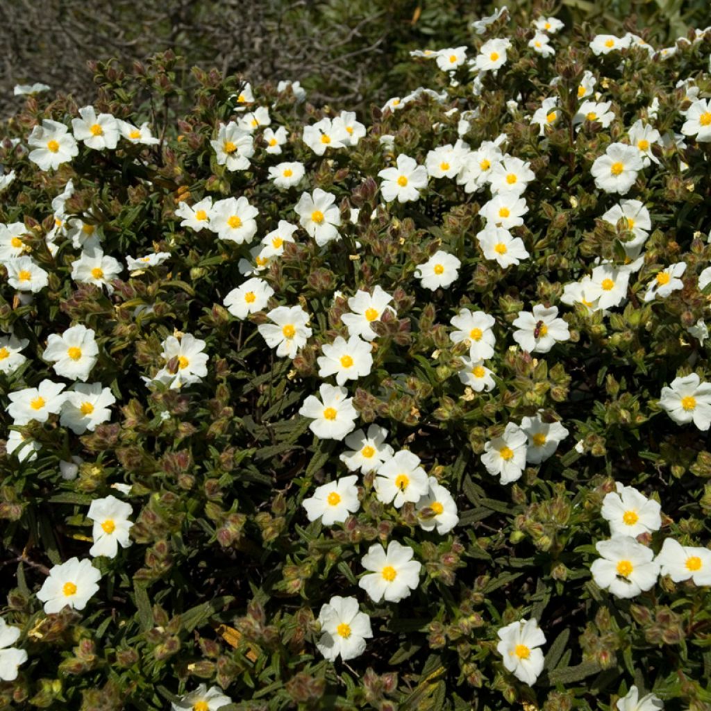 Cistus monspeliensis (zaad) - Rotsroos