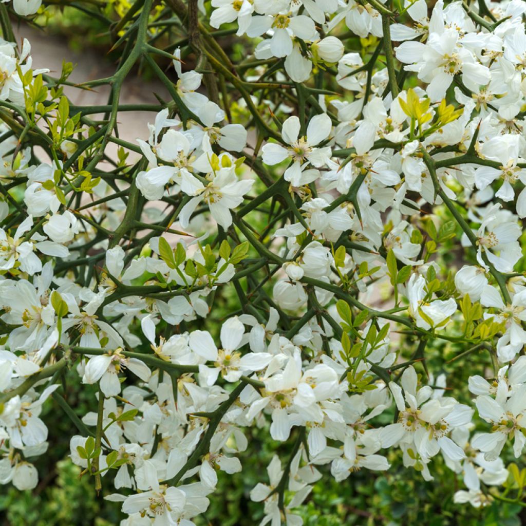 Poncirus trifoliata (zaad) - Wilde citroen