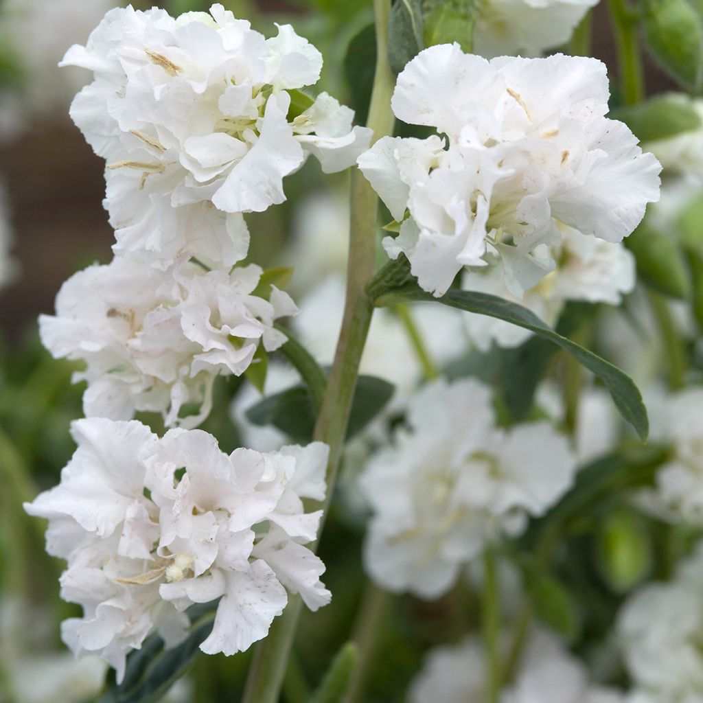 Clarkia unguiculata Albatross (zaad) - Amandelroosje