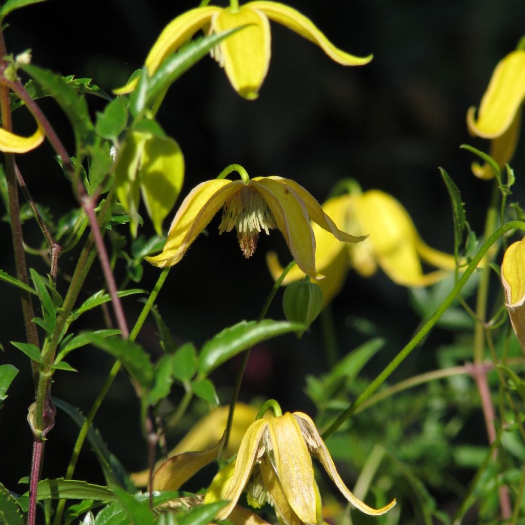 Clematis tangutica Helios (zaad) - Gouden bosrank