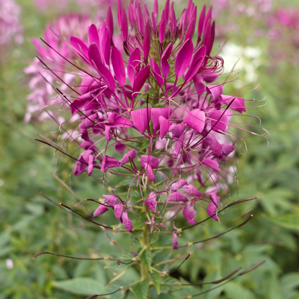 Kattensnor Violet Queen (zaad) - Cleome spinosa