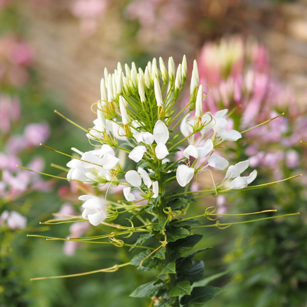 Cleome spinosa White Queen (zaad) - Kattensnor