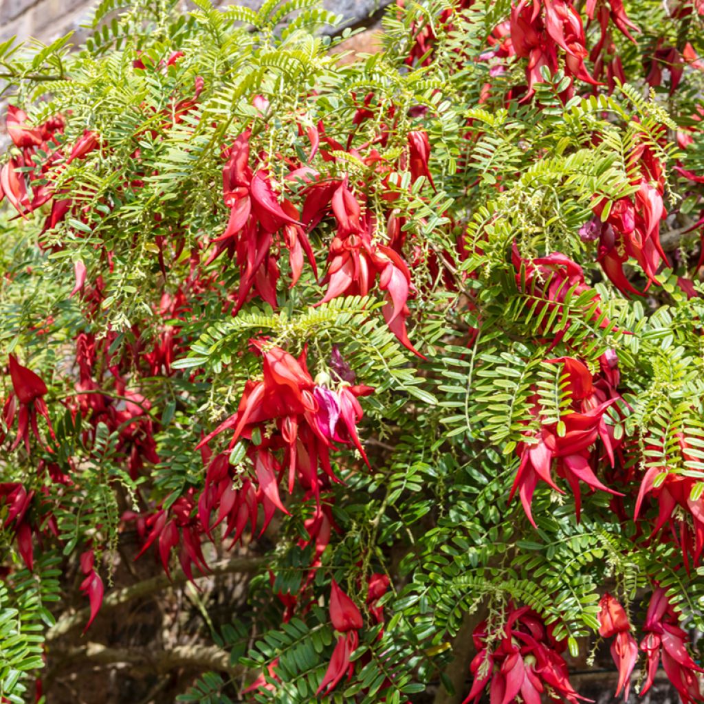 Clianthus puniceus (zaad)