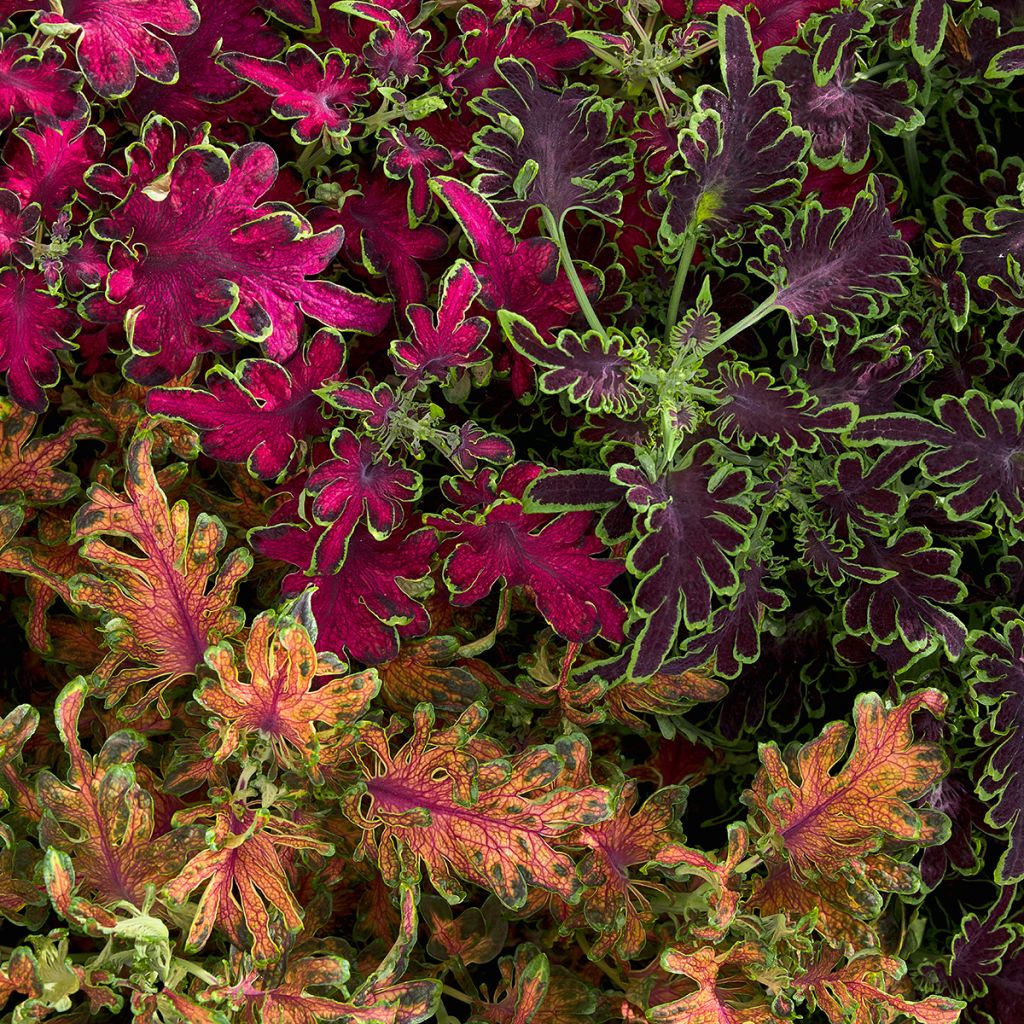 Coleus Colocha Mix (zaad) - Siernetel