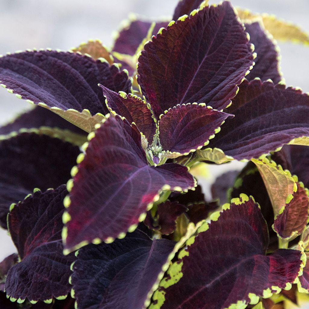 Coleus Mezmerize Chocolate Lime Edge (zaad) - Siernetel