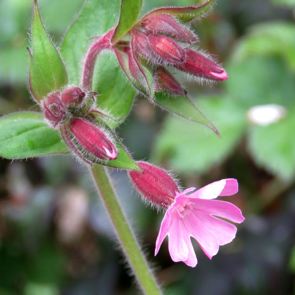 Silene dioica (zaad) - Dagkoekoeksbloem
