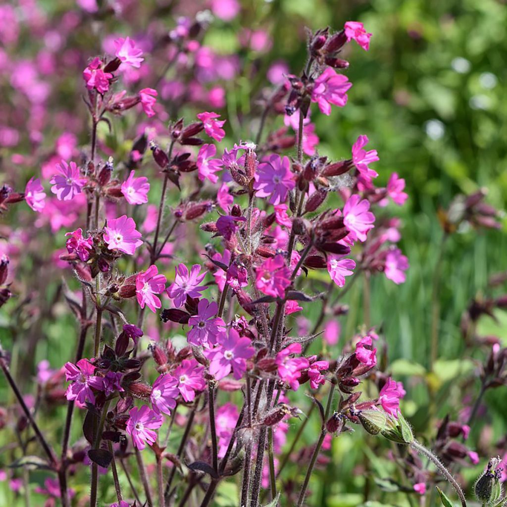 Silene dioica (zaad) - Dagkoekoeksbloem