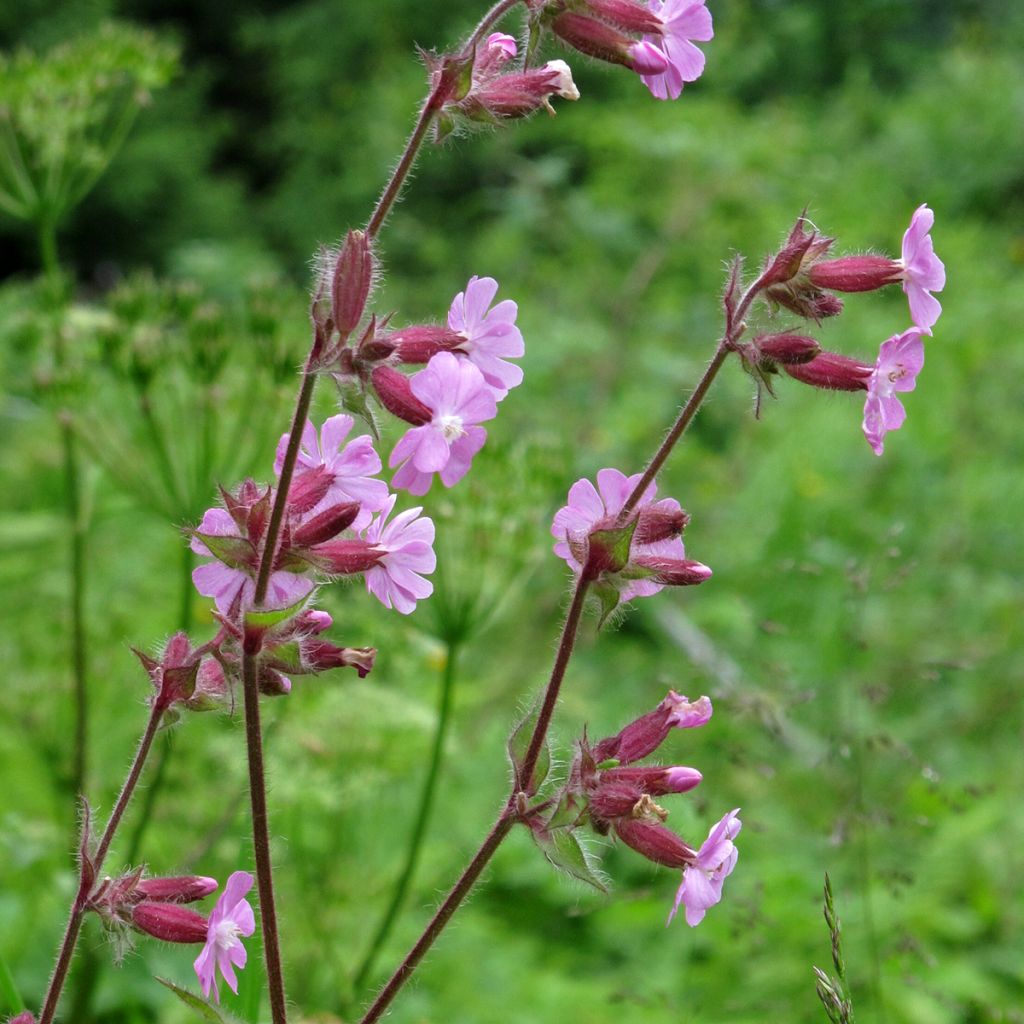 Silene dioica (zaad) - Dagkoekoeksbloem