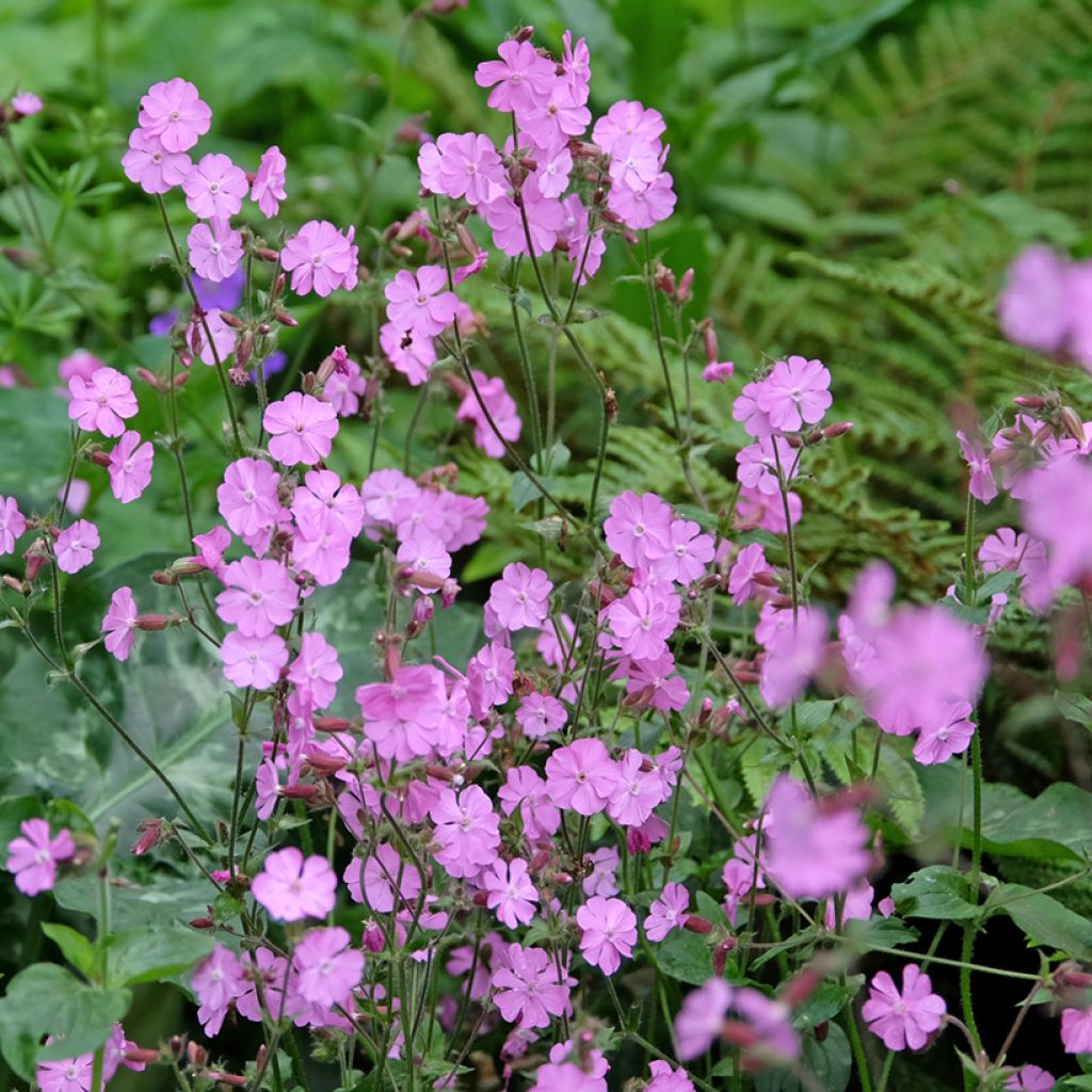 Silene dioica rood en wit (zaad) - Dagkoekoeksbloem