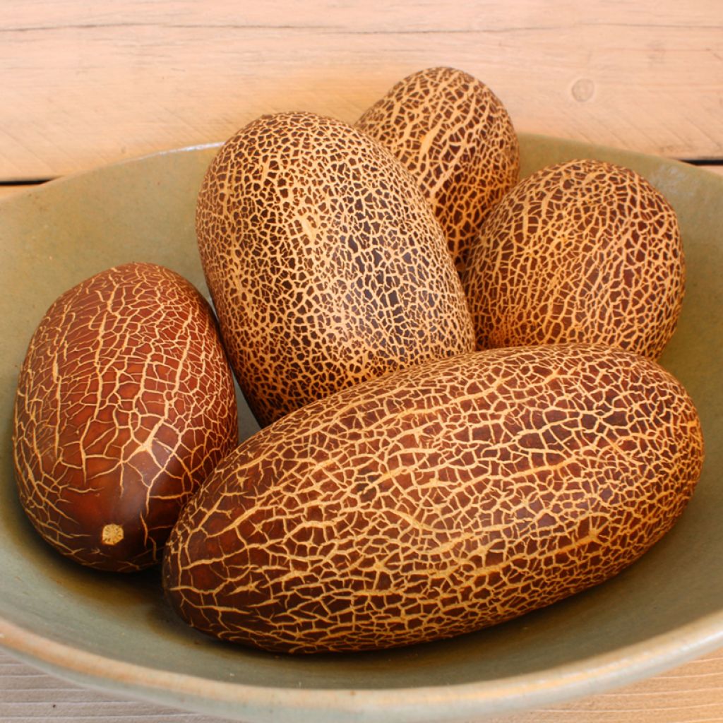 Sikkimkomkommer - Cucumis sativus (zaad)