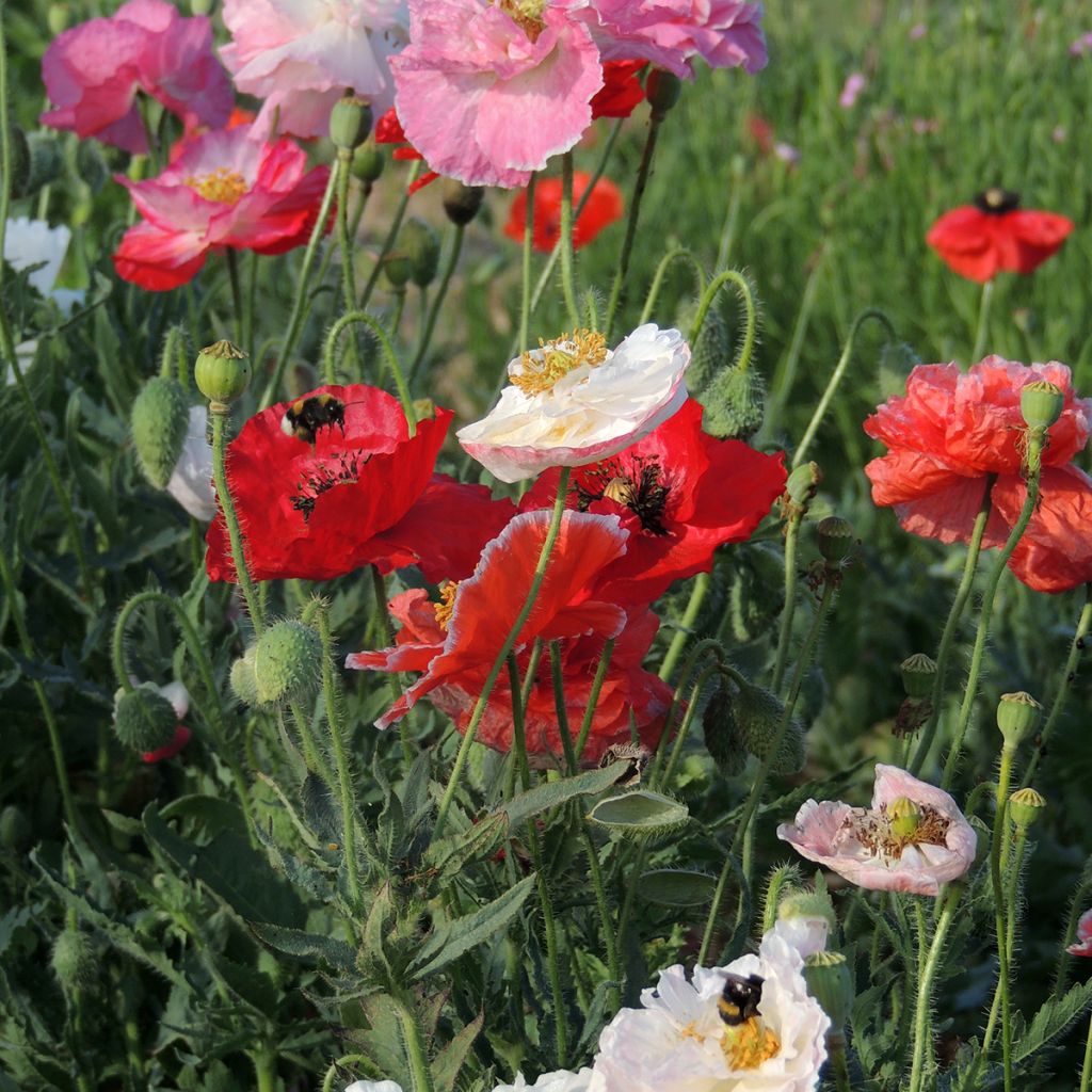 Graines de Coquelicot Shirley Mix BIO