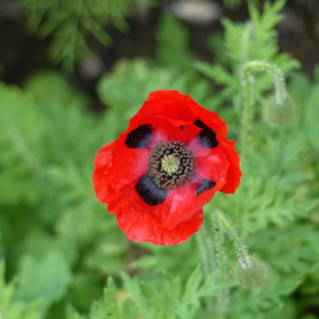 Papaver commutatum Ladybird (zaad) - Klaproos