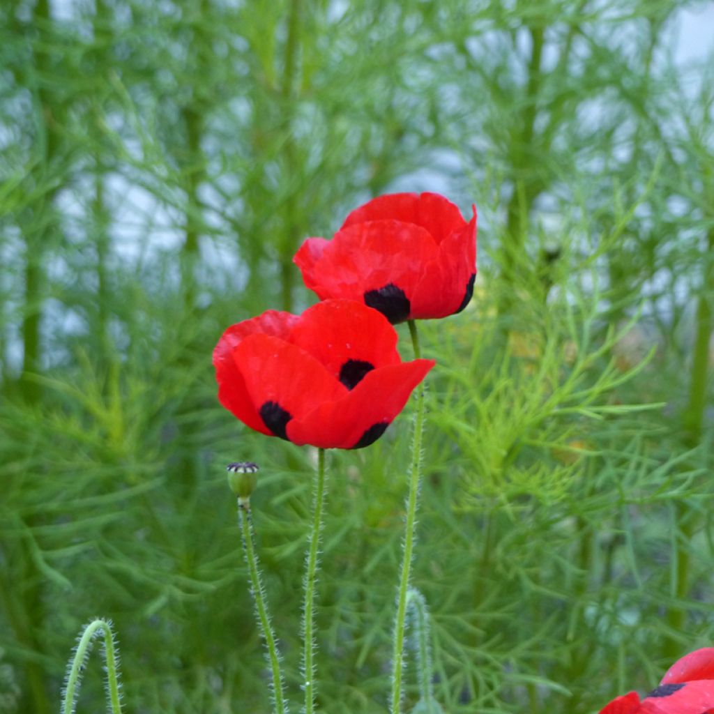 Papaver commutatum Ladybird (zaad) - Klaproos