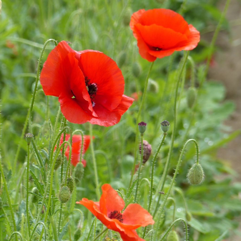 Papaver rhoeas Rood biologisch (zaad) - Grote klaproos