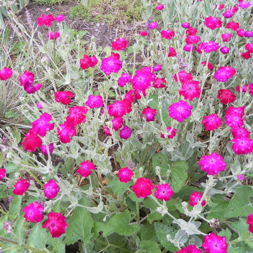 Lychnis coronaria Atrosanguinea (zaad) - Prikneus