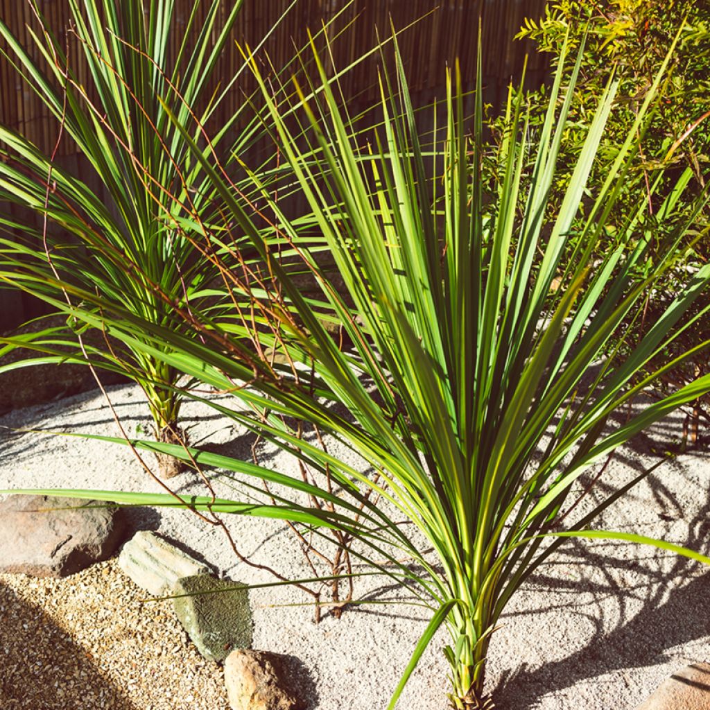 Cordyline australis (zaad) - Koolpalm