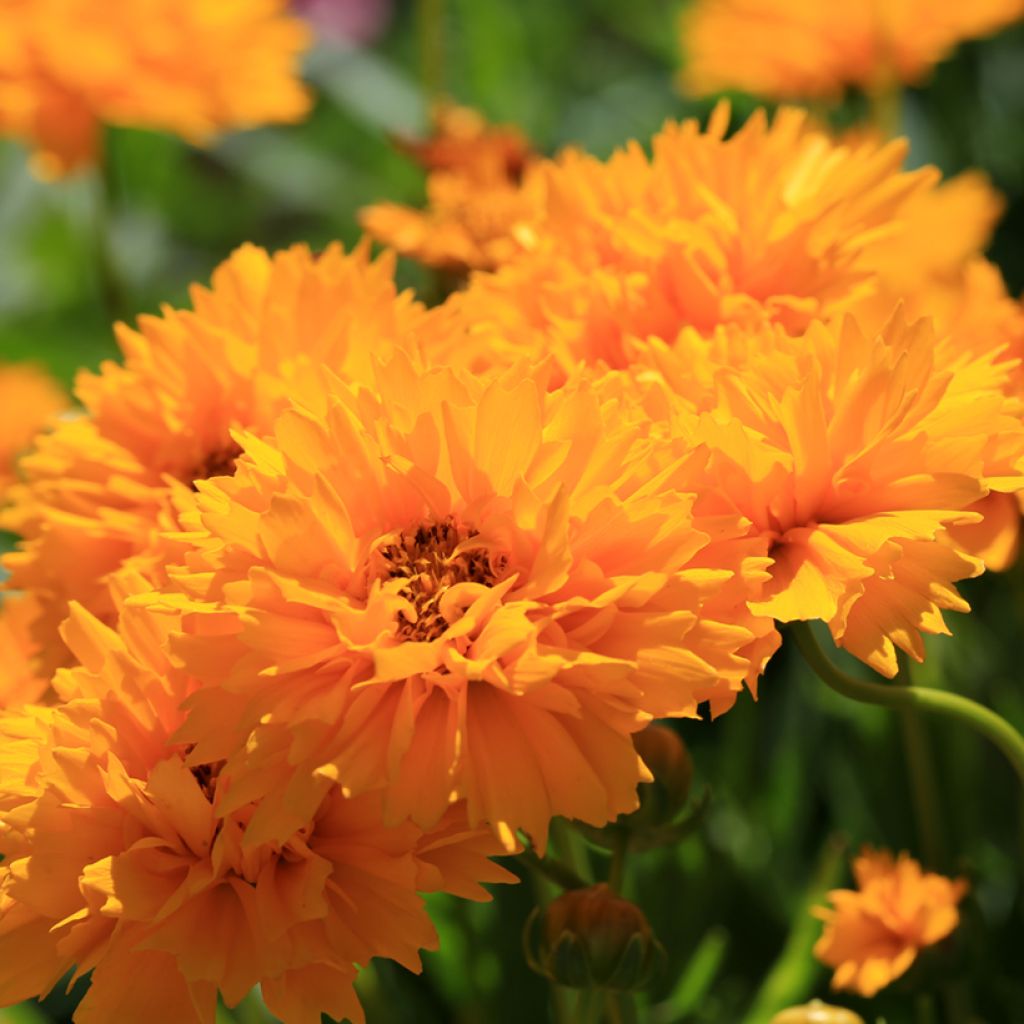 Coreopsis grandiflora Early Sunrise (zaad) - Meisjesogen