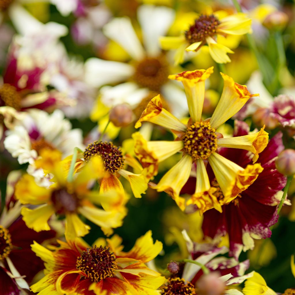 Coreopsis tinctoria Incredible Sea Shells Mix (zaad) - Meisjesogen