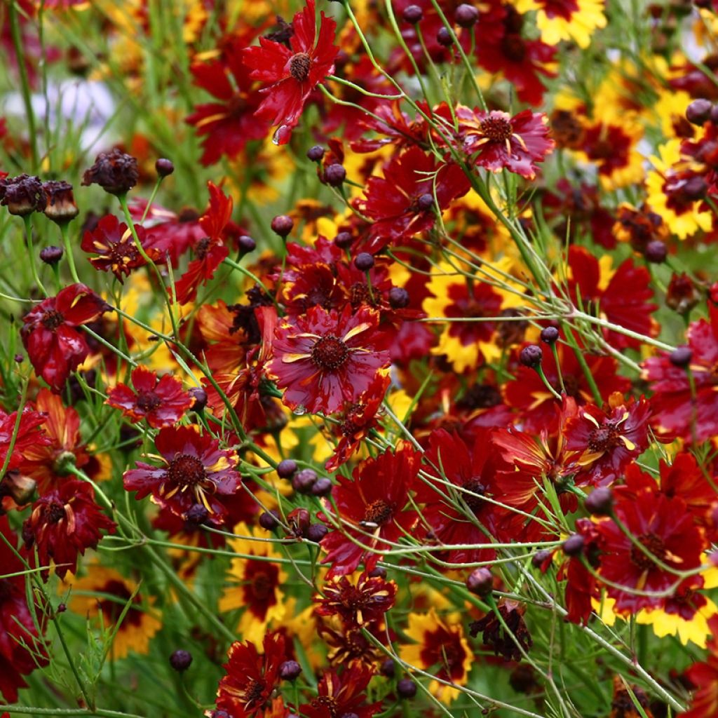 Coreopsis tinctoria Roulette (zaad) - Meisjesogen