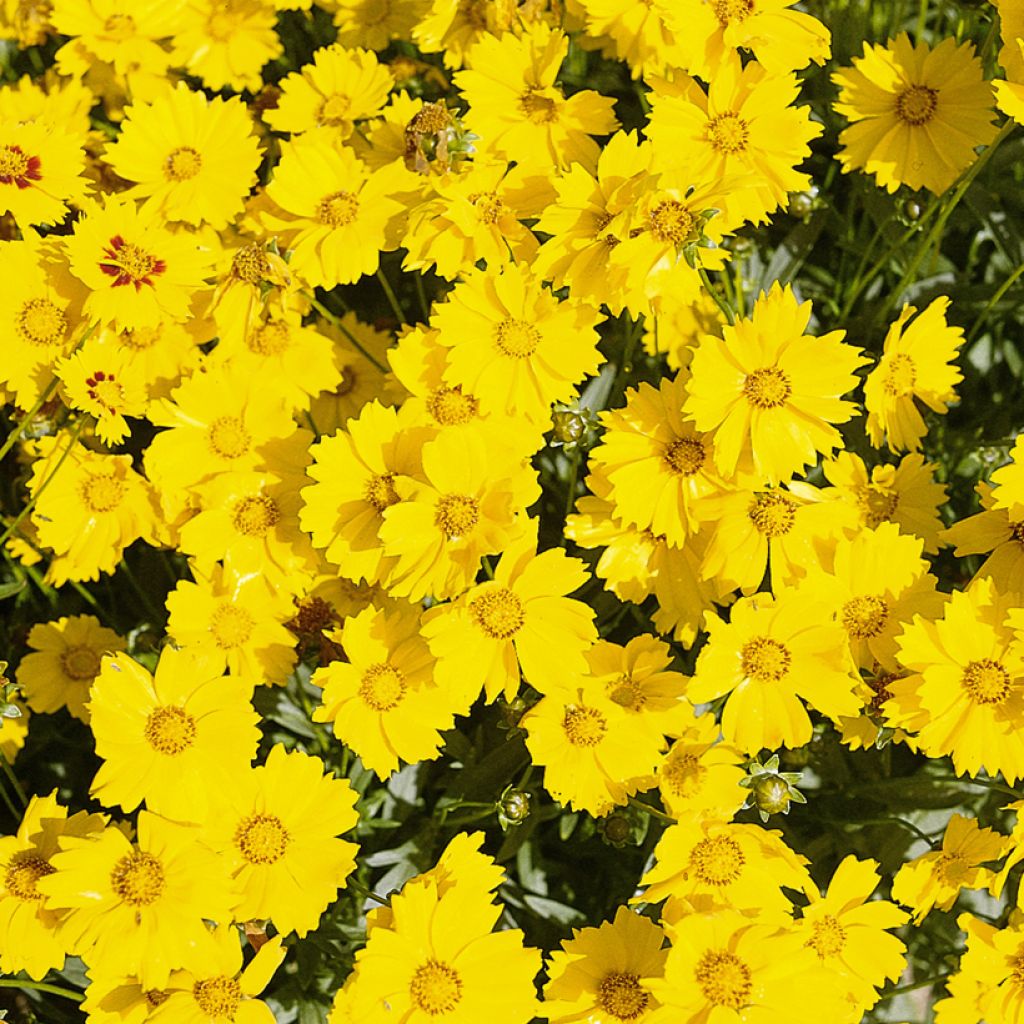 Coreopsis grandiflora Mayfield Giants (zaad) - Meisjesogen