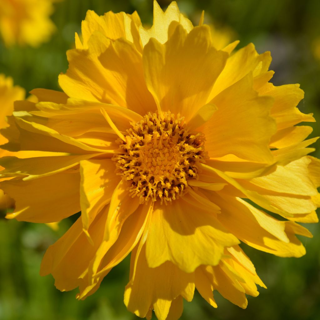 Coreopsis grandiflora Presto (zaad) - Meisjesogen