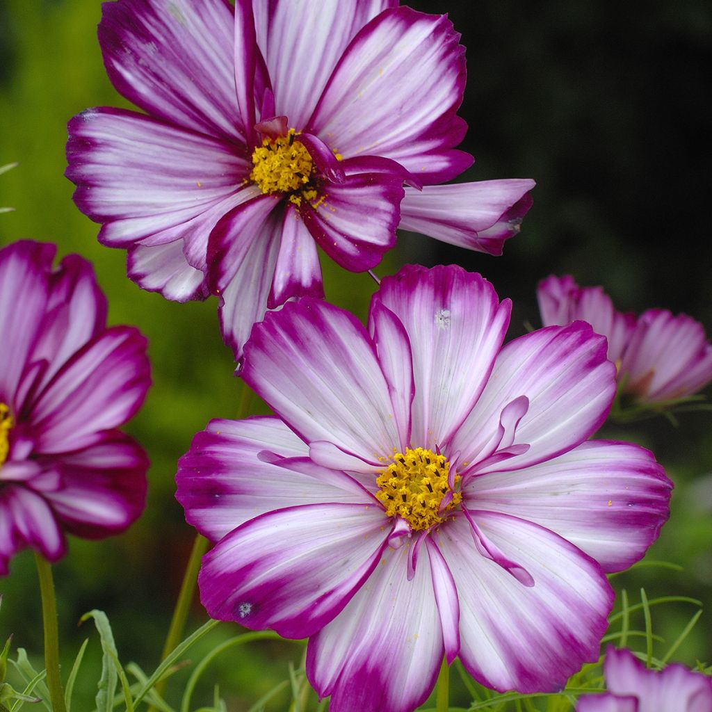 Cosmea Fizzy Pink (zaad) - Cosmos bipinnatus