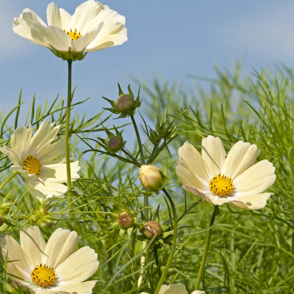 Cosmos sulphureus Kiiro (zaad) - Oranje cosmea