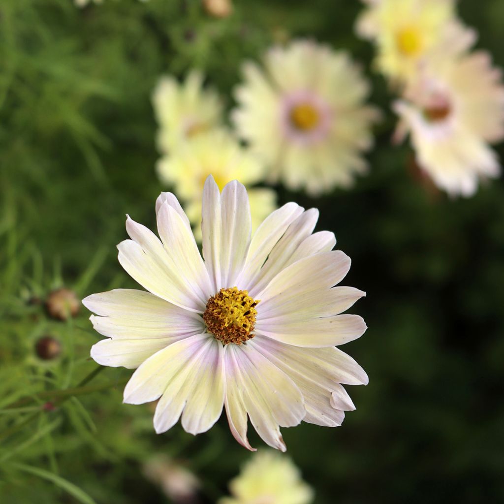 Cosmea Lemonade (zaad) - Cosmos bipinnatus