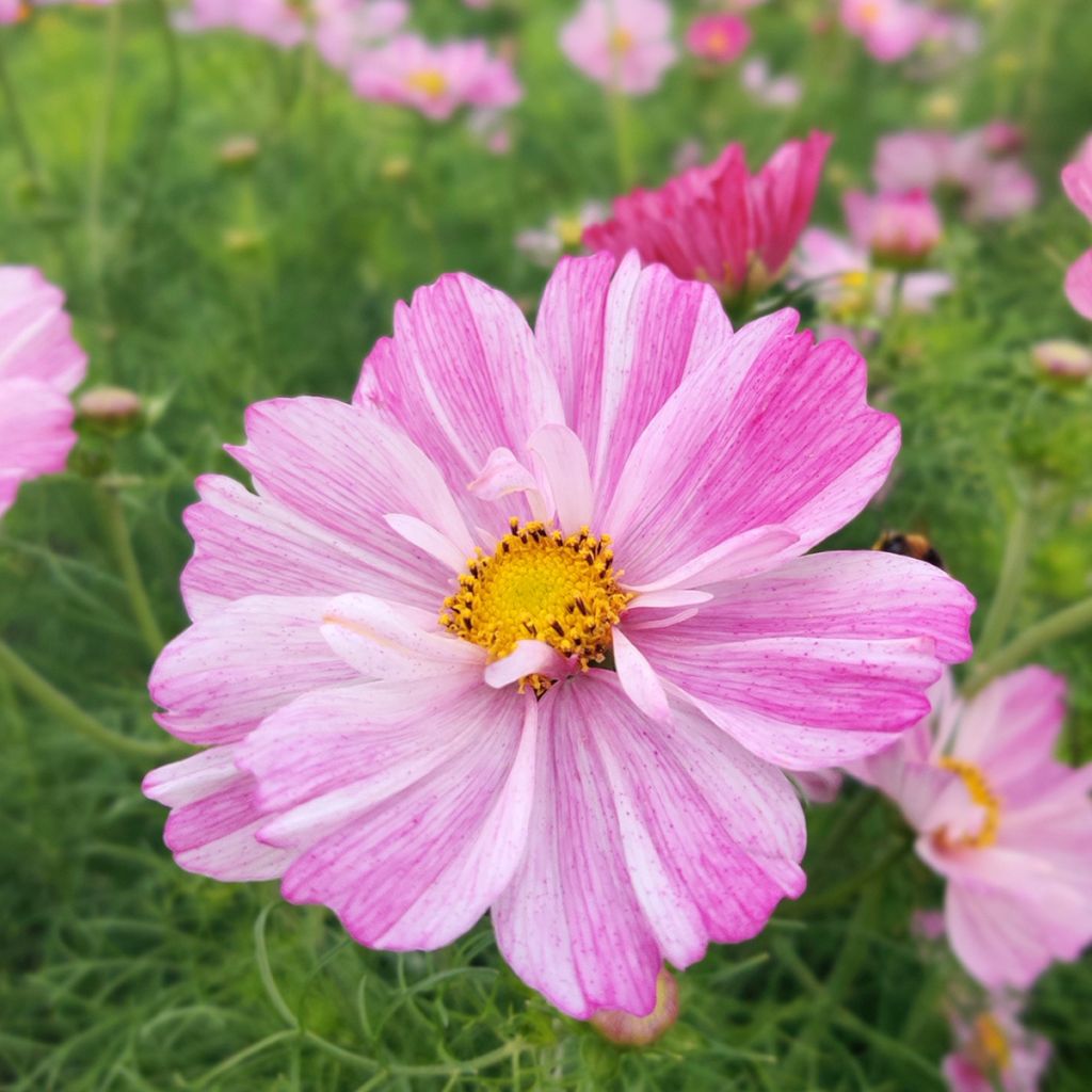 Cosmea Rosetta (zaad) - Cosmos bipinnatus
