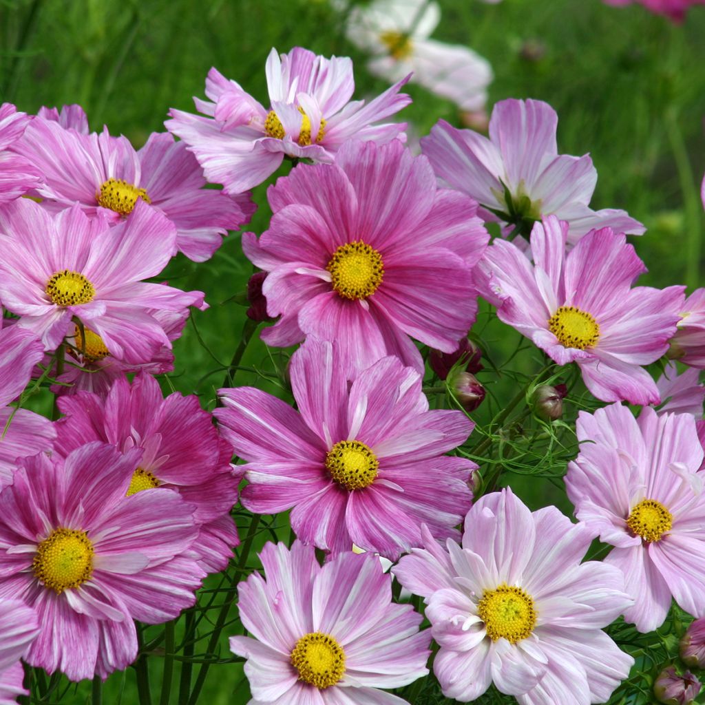 Cosmea Rosetta (zaad) - Cosmos bipinnatus