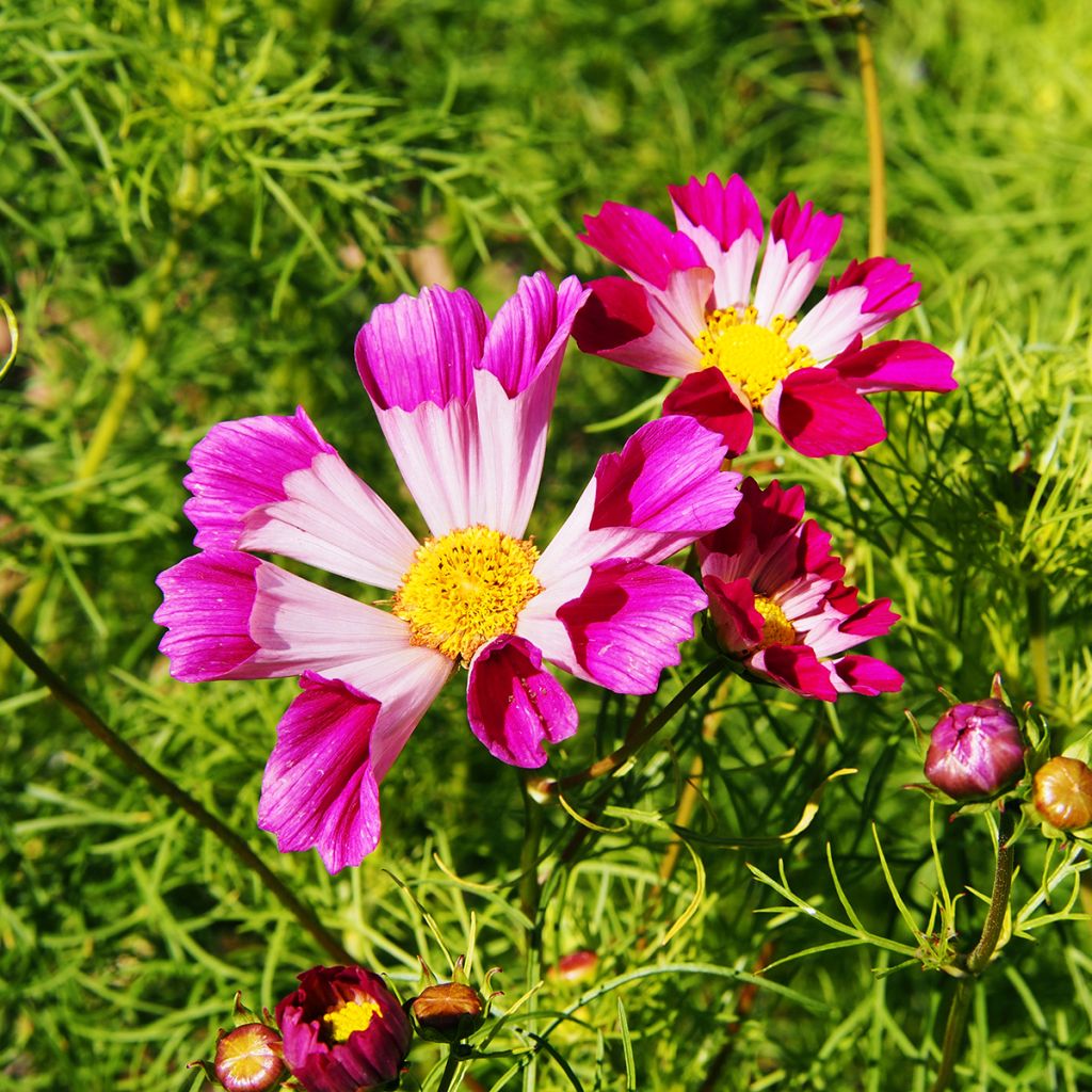 Cosmea Sea Shells (zaad) - Cosmos bipinnatus