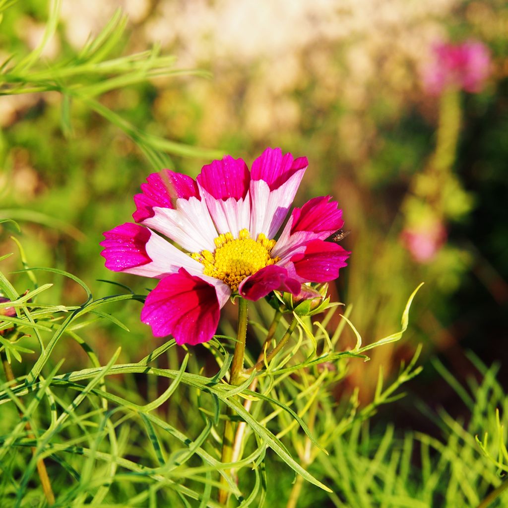 Cosmea Sea Shells (zaad) - Cosmos bipinnatus