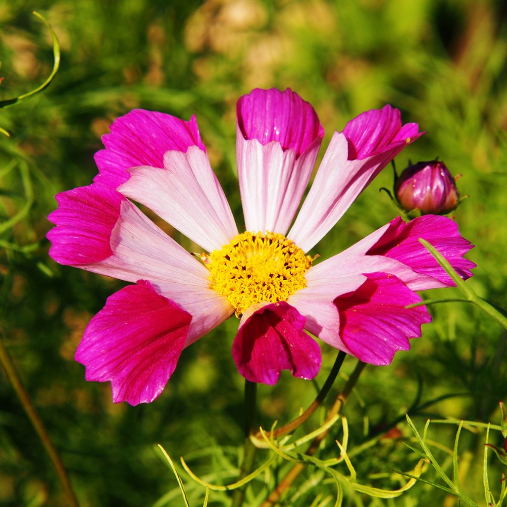 Cosmea Sea Shells (zaad) - Cosmos bipinnatus