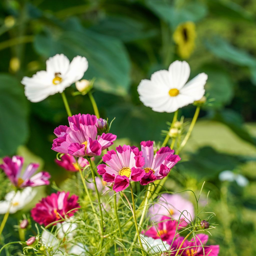 Cosmea Sea Shells (zaad) - Cosmos bipinnatus