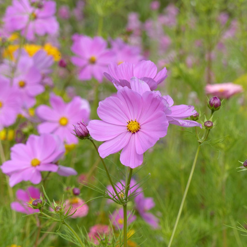 Cosmea Sensation Pinkie (zaad) - Cosmos bipinnatus