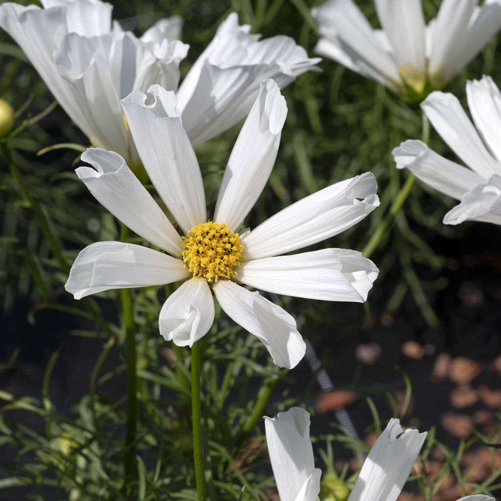 Cosmea Pinwheel Wit (zaad) - Cosmos bipinnatus